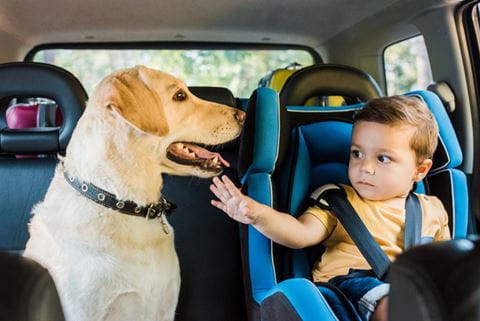 Dog  kid