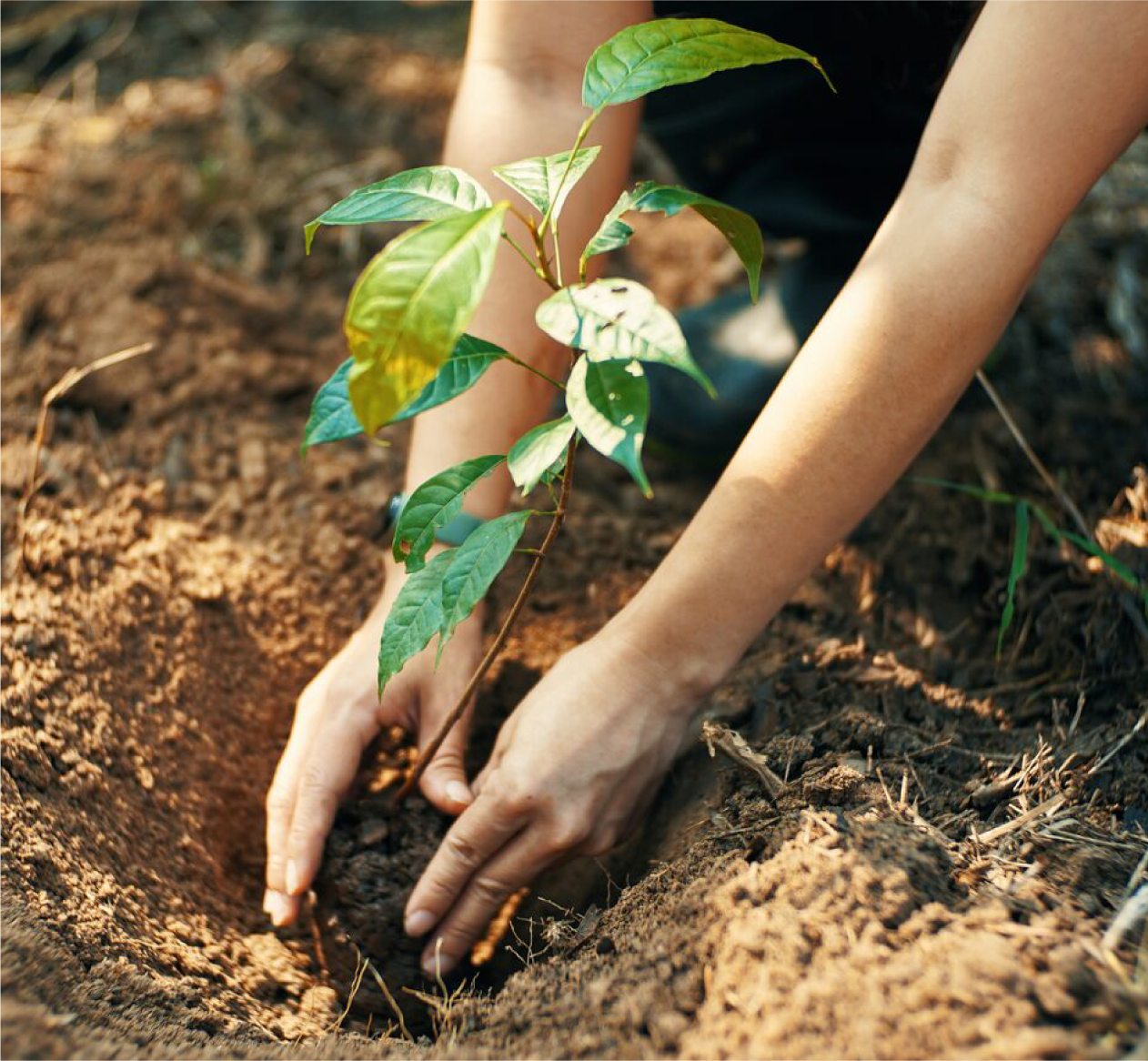 Plantio voluntário de árvores