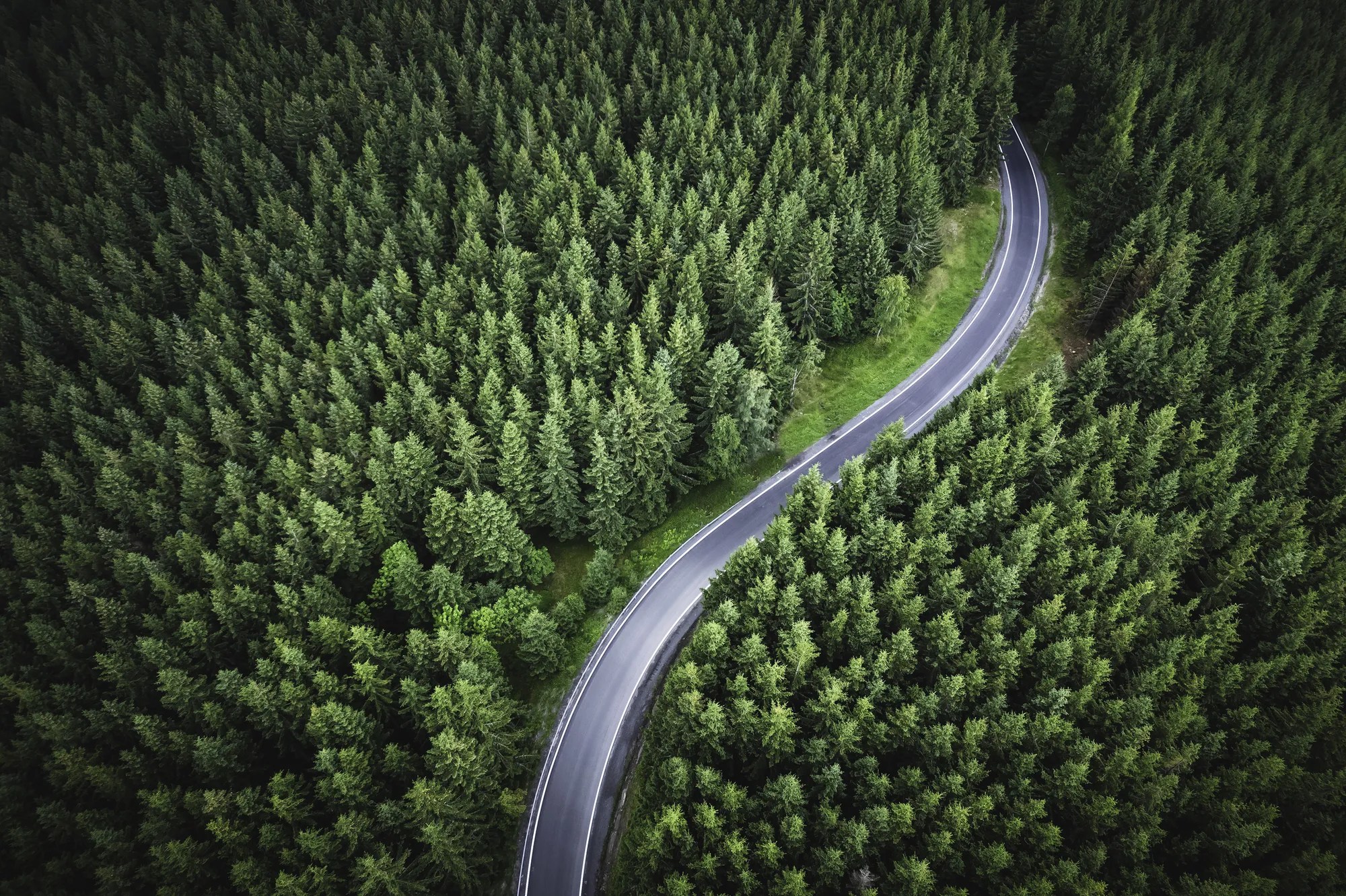 Route dans la forêt