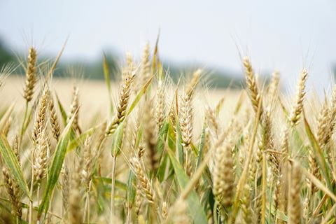 Sustainable farming in India