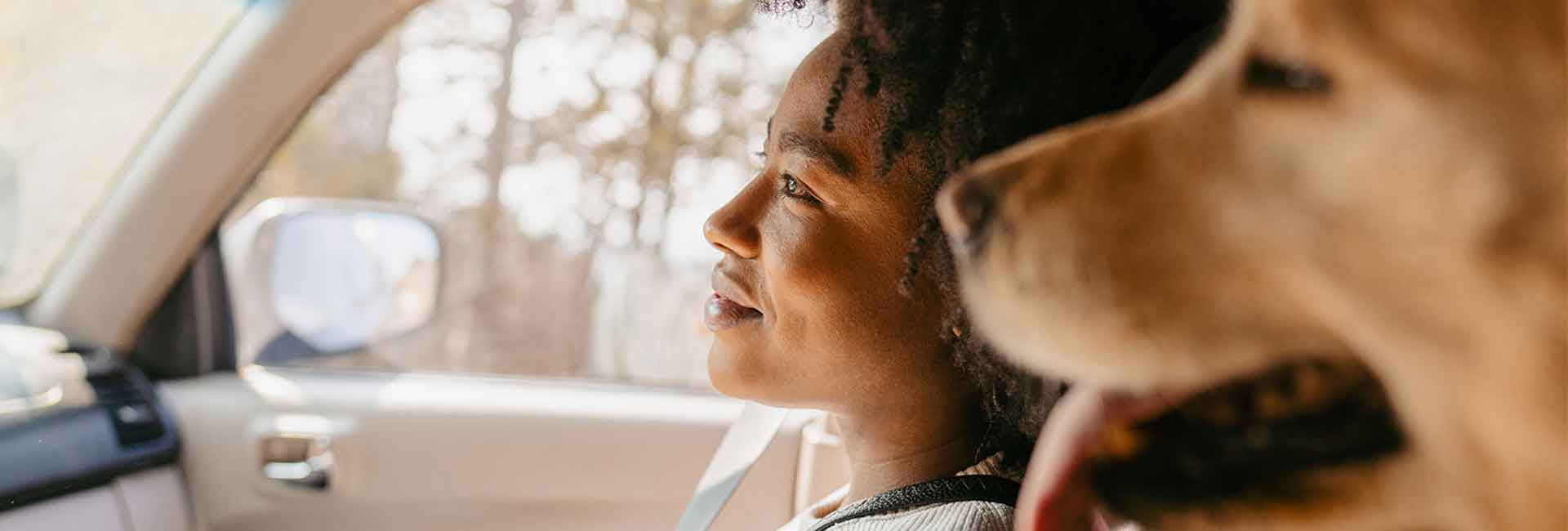 Cinture-di-sicurezza-per-cani--_1