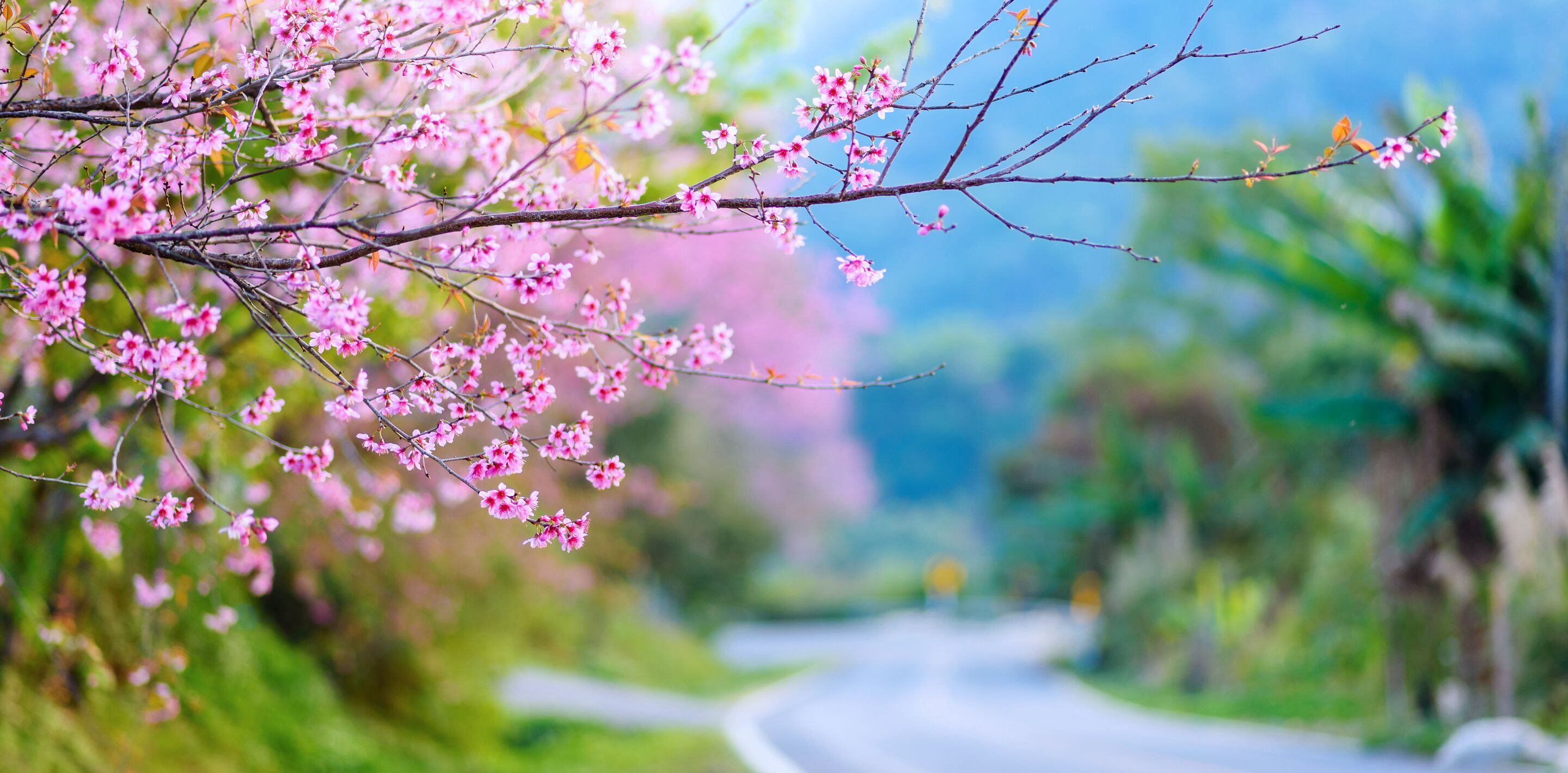 Website header large-ST_20_44