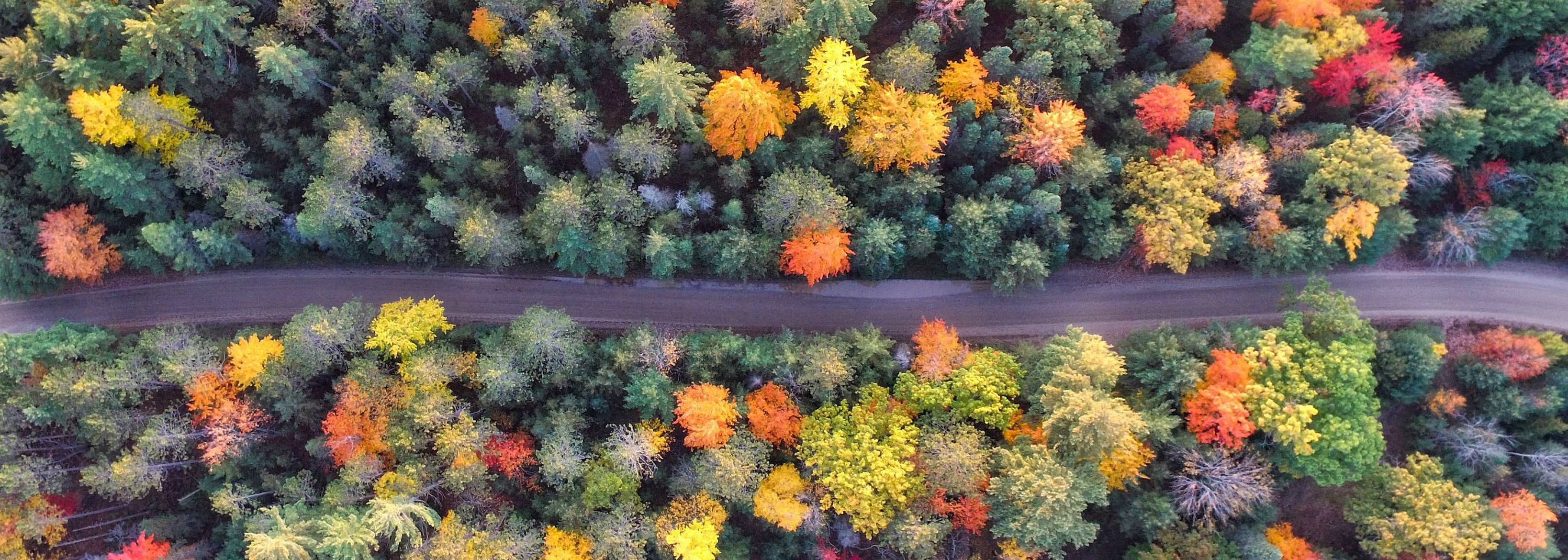 Colorful trees in the forest-road through a forest